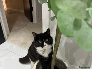 Maine Coon cats Dice Our Beautiful Maincoon X - Advert 3