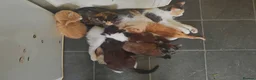 Mixed Breed cats for sale: 6 kittens, 4 boys /, 2 girls, playful, healthy  - Advert 1