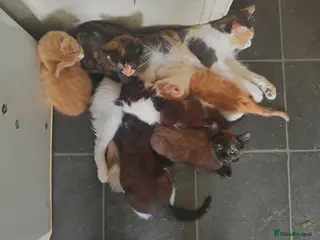 Mixed Breed cats 6 kittens, 4 boys /, 2 girls, playful, healthy - Advert 1