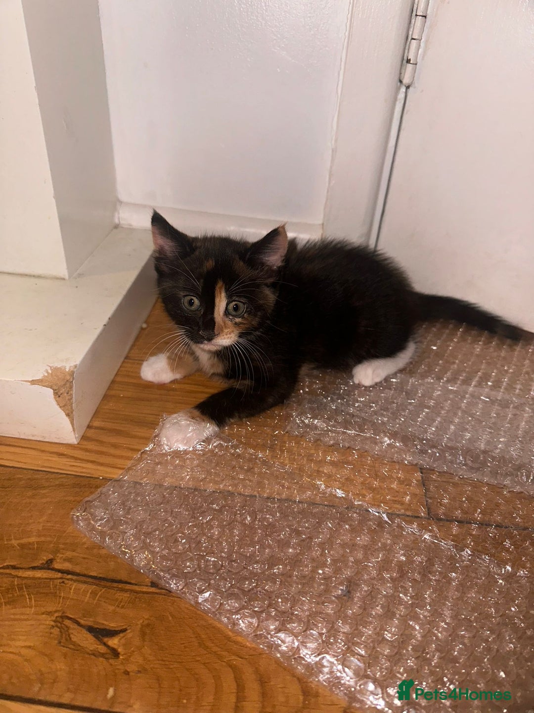 British Shorthair cats for sale: 3 adorable kittens available - Advert 8