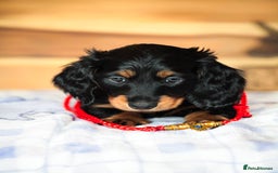 Miniature Dachshund dogs for sale: PEDIGREE MINIATURE LONGHAIRED DACHSHUNDS  - Image 2