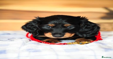Miniature Dachshund dogs - Advert 4