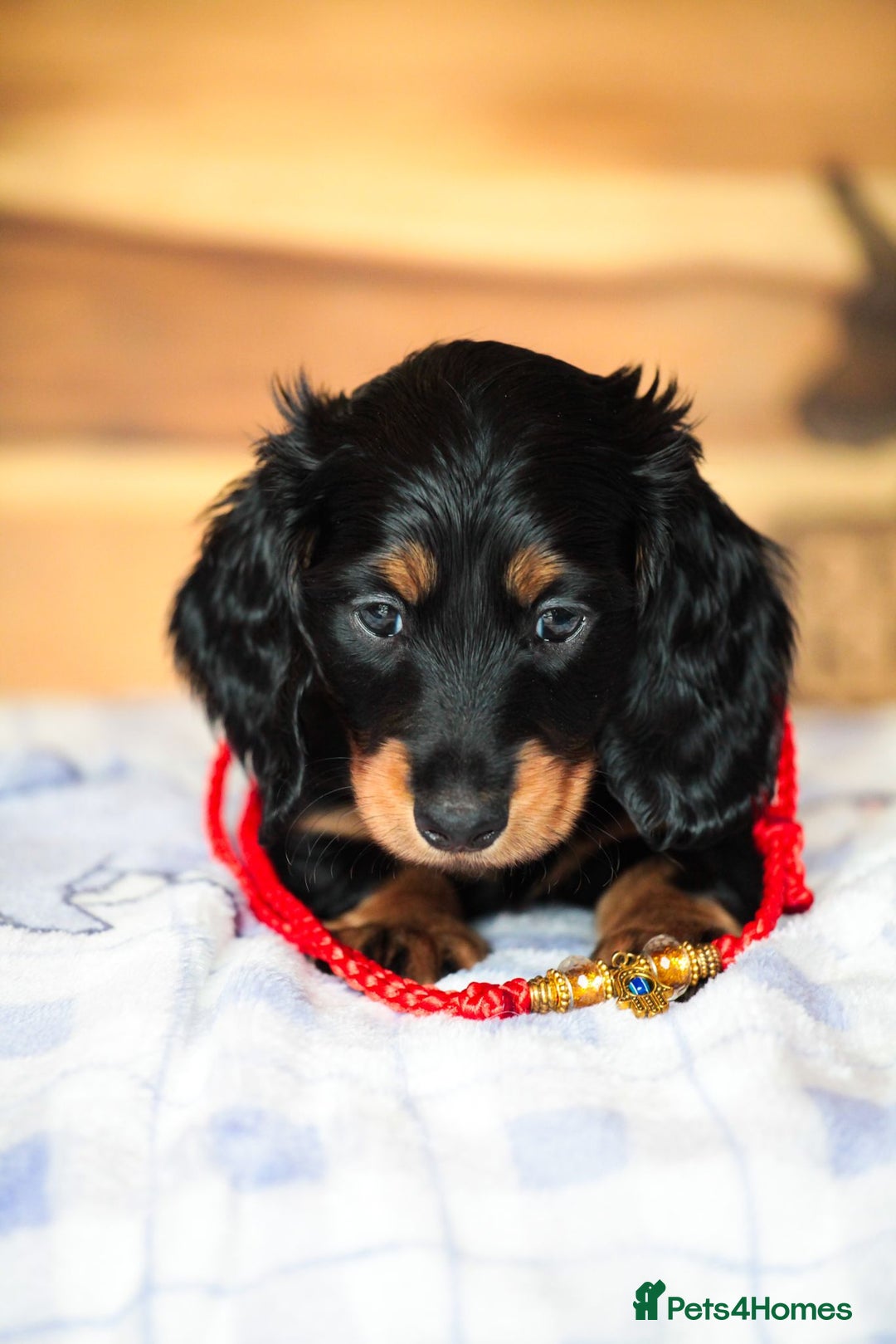 Miniature Dachshund dogs for sale: PEDIGREE MINIATURE LONGHAIRED DACHSHUNDS  - Image 2
