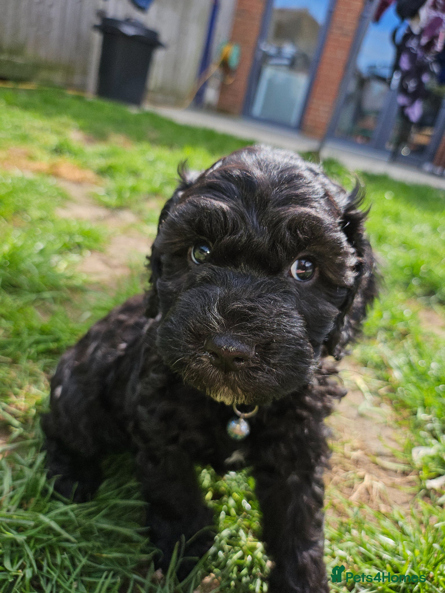 Cockapoo dogs 7 beautiful little cockerpoo puppies 🐶🐶 - Advert 2