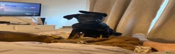 German Shepherd dogs for sale: GERMAN SHEPARD PUPPY MALE - Advert 1