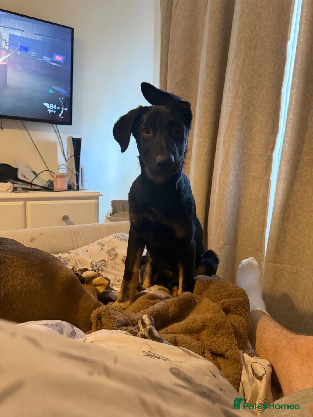 German Shepherd dogs for sale: GERMAN SHEPARD PUPPY MALE - Advert 1