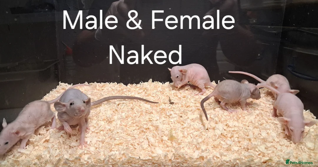 Rat rodents for sale: Baby Dumbo Rat's available, Males & Females  - Advert 1