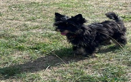 Biewer Terrier dogs for sale: 4 Black and tan Terrier pups, chipped & vaccinated - Image 9