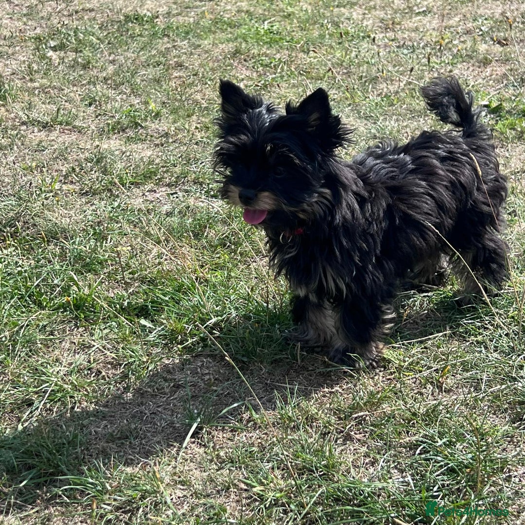 Biewer Terrier dogs for sale: 4 Black and tan Terrier pups, chipped & vaccinated - Image 9