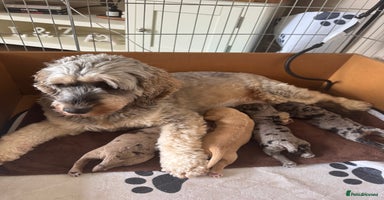 Cockapoo dogs - Advert 1