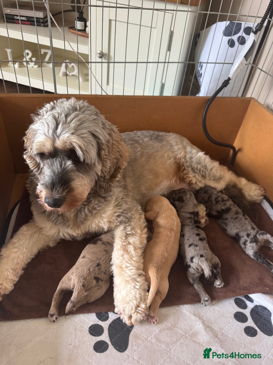 Cockapoo dogs for sale: Merle F1B Cockapoo Puppies - Image 14