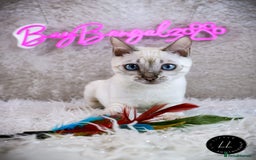 Bengal cats for sale: Stunning Silver Lynx Bengal kitten Ready Now  - Image 5