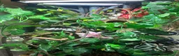 Gecko reptiles for sale: Male cream harlequin crested gecko an setup - Advert 2