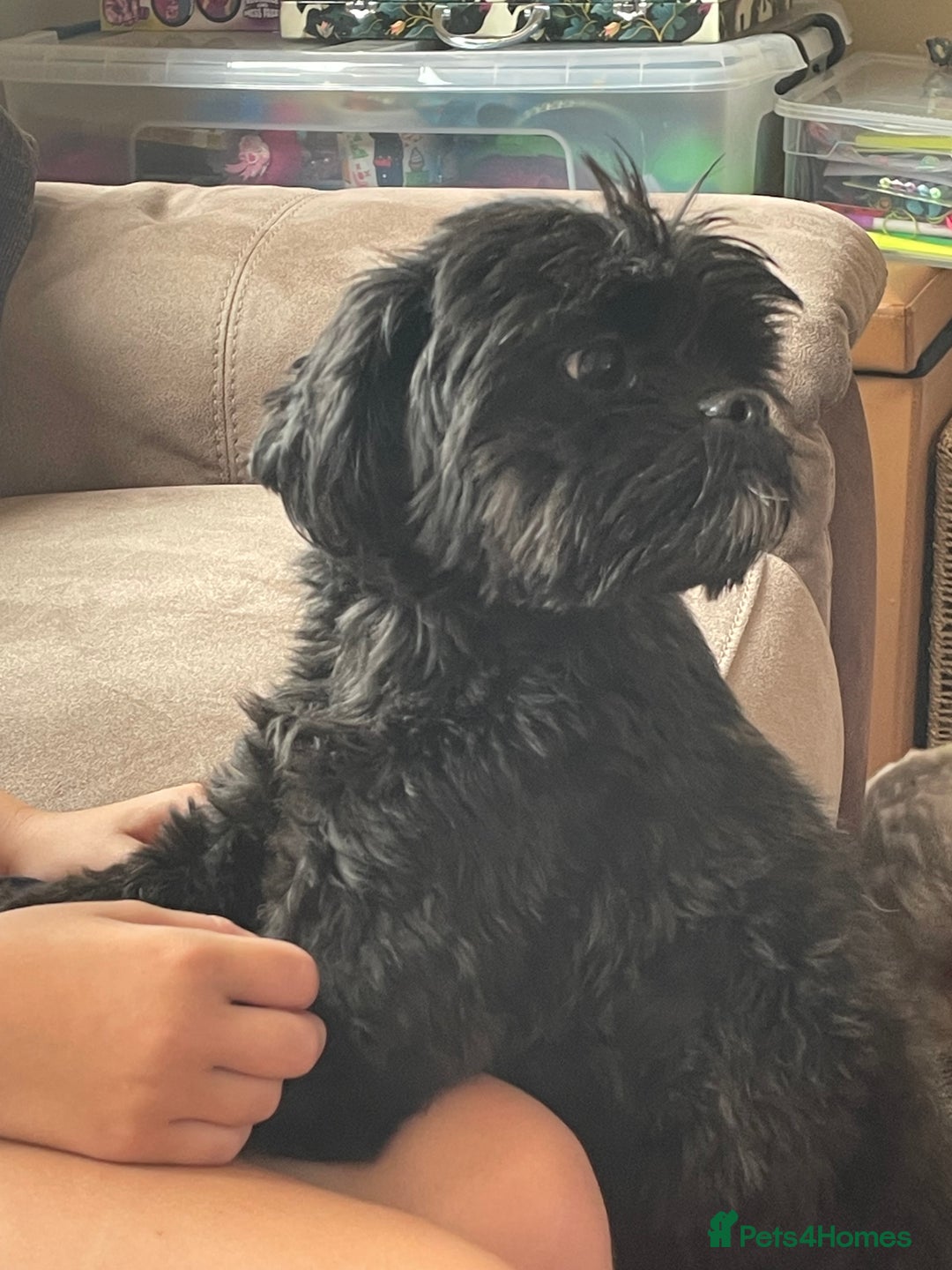 Shihpoo dogs for sale: Cuddly Male Shihpoo 3 years old - Image 9