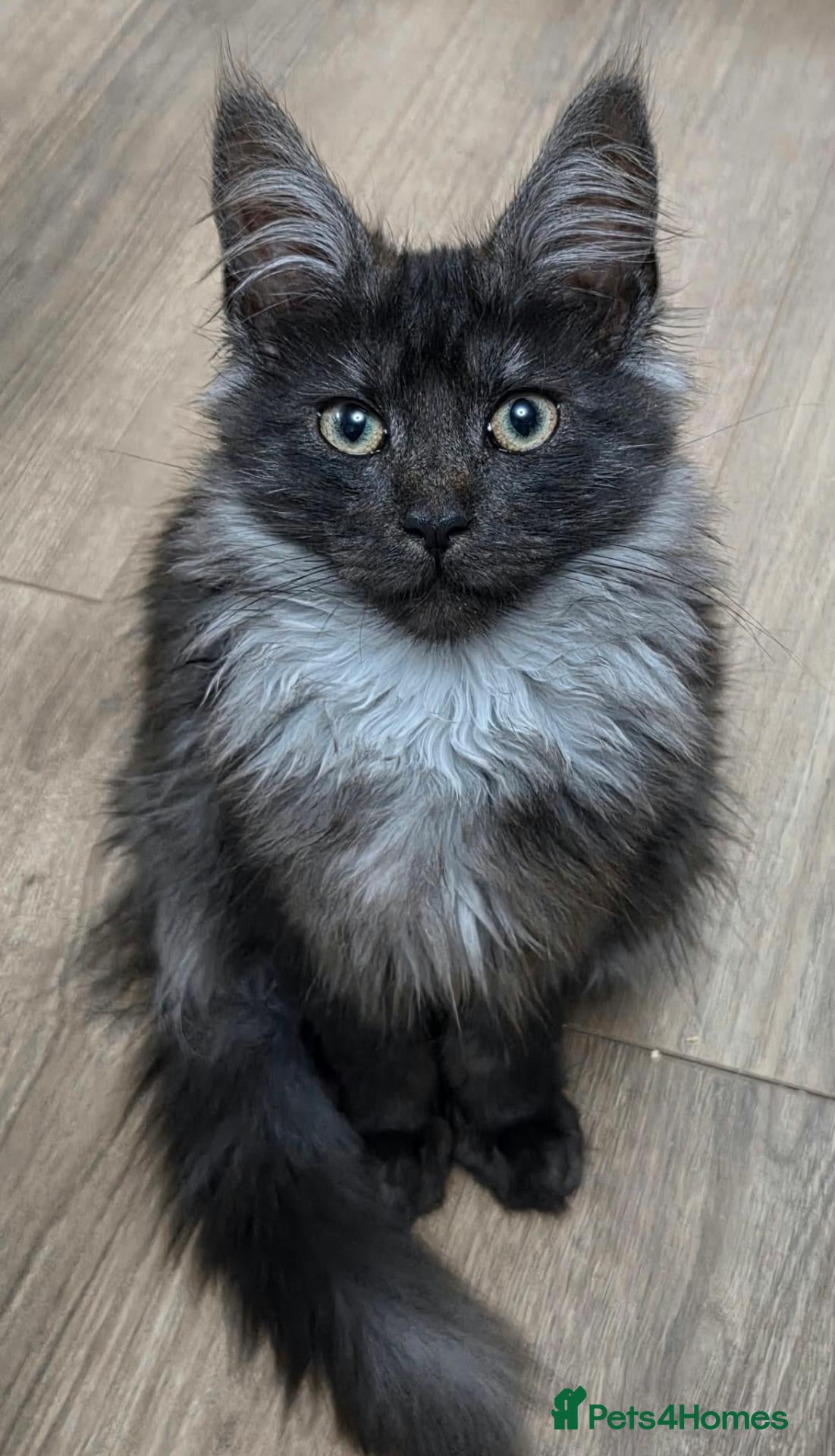 Maine Coon cats for sale: Beautiful Lady MaineCoon for sale!  - Advert 14
