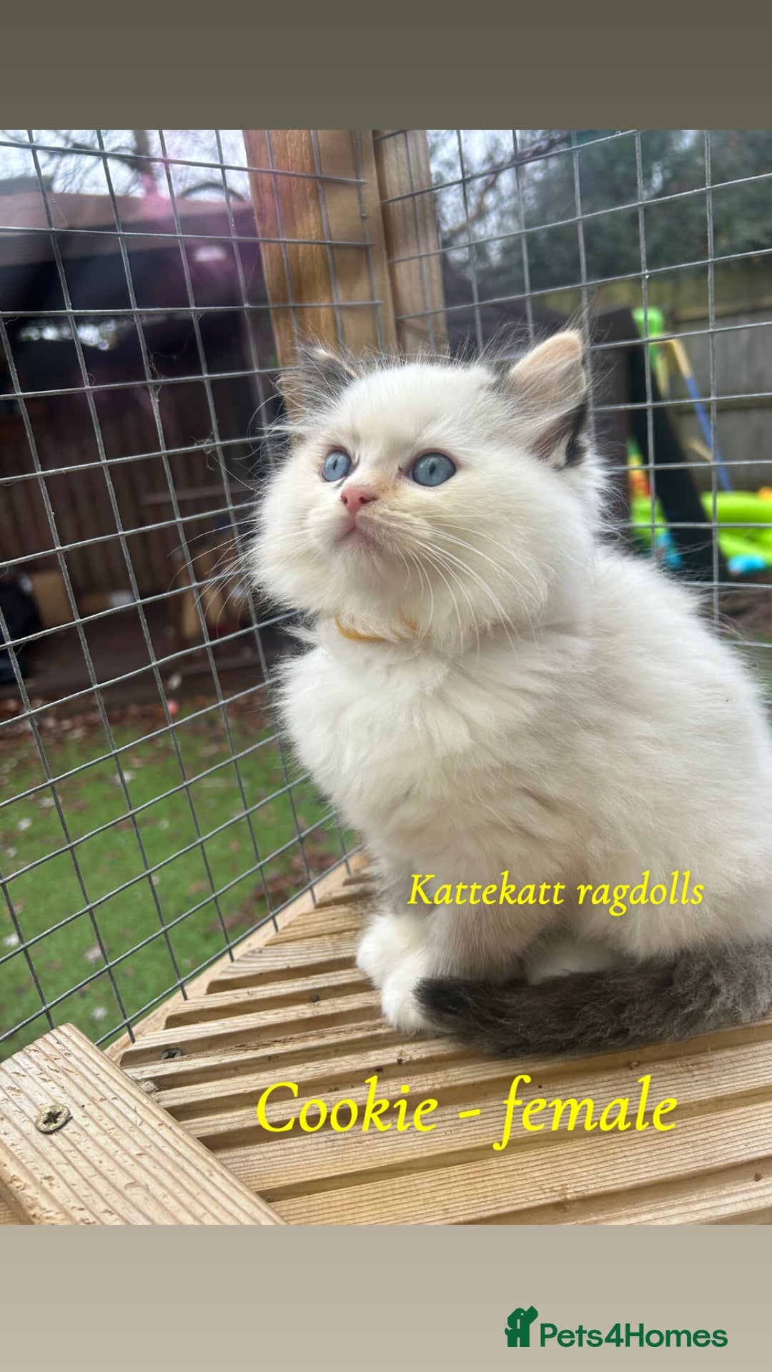 Ragdoll cats for sale: Stunning colours. fluffy TICA reg babies** - Advert 3