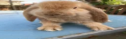 French Lop rabbits for sale: French Lop Bunnies in London - Advert 2