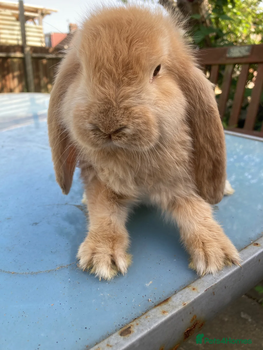 French Lop rabbits for sale: French Lop Bunnies in London - Advert 2