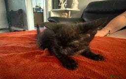 Turkish Angora cats for sale: Playful Kittens - Each ready for a loving home - Image 12