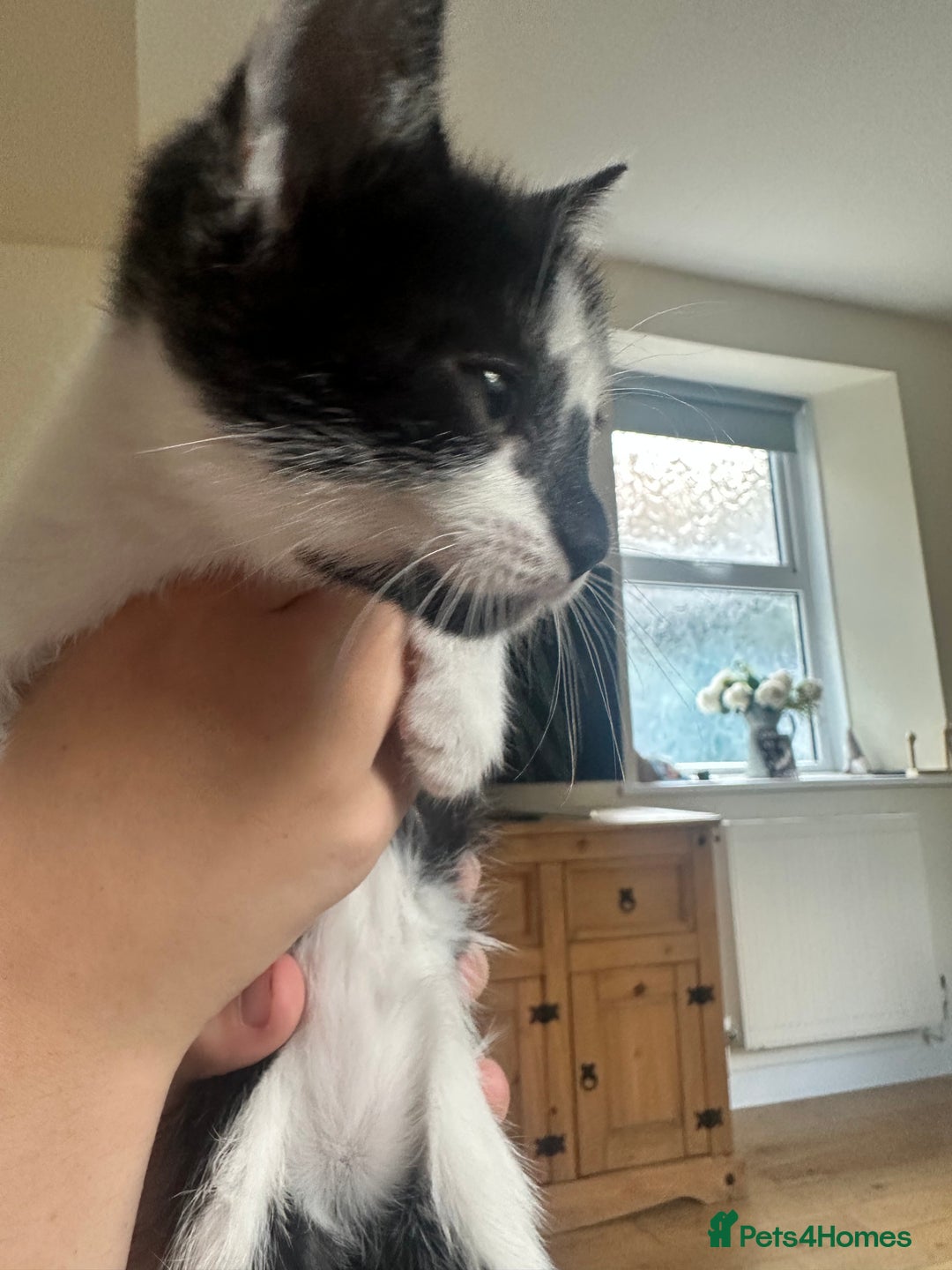 Domestic Shorthair cats for sale: Gorgeous traditional Black and white kittens  - Image 7