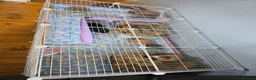 Guinea Pig rodents for sale: X3 guinea pigs complete set up - Advert 7