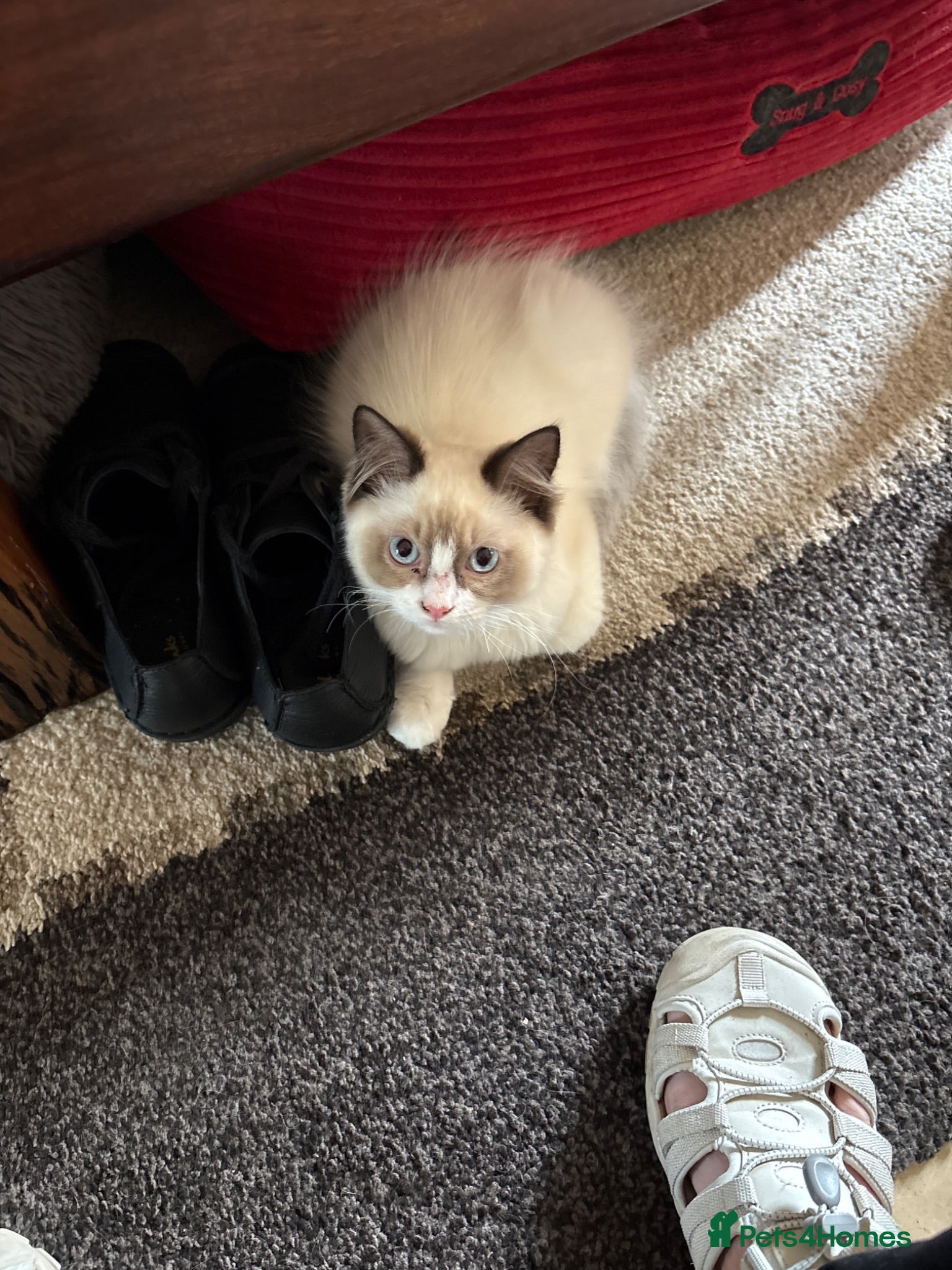 Ragdoll cats Gorgeous Ragdoll kitten  - Advert 2