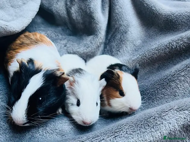 Guinea Pig rodents for sale: 8wonderful guinea pigs - Advert 2