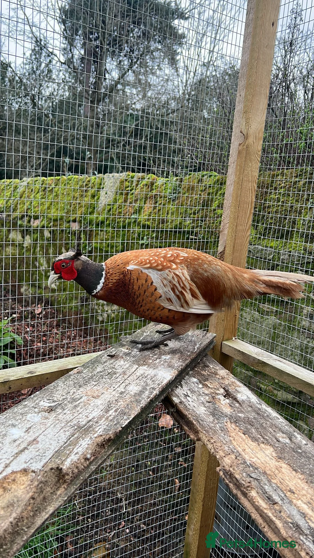 Pheasants poultry for sale: Buff male pheasant - Advert 2