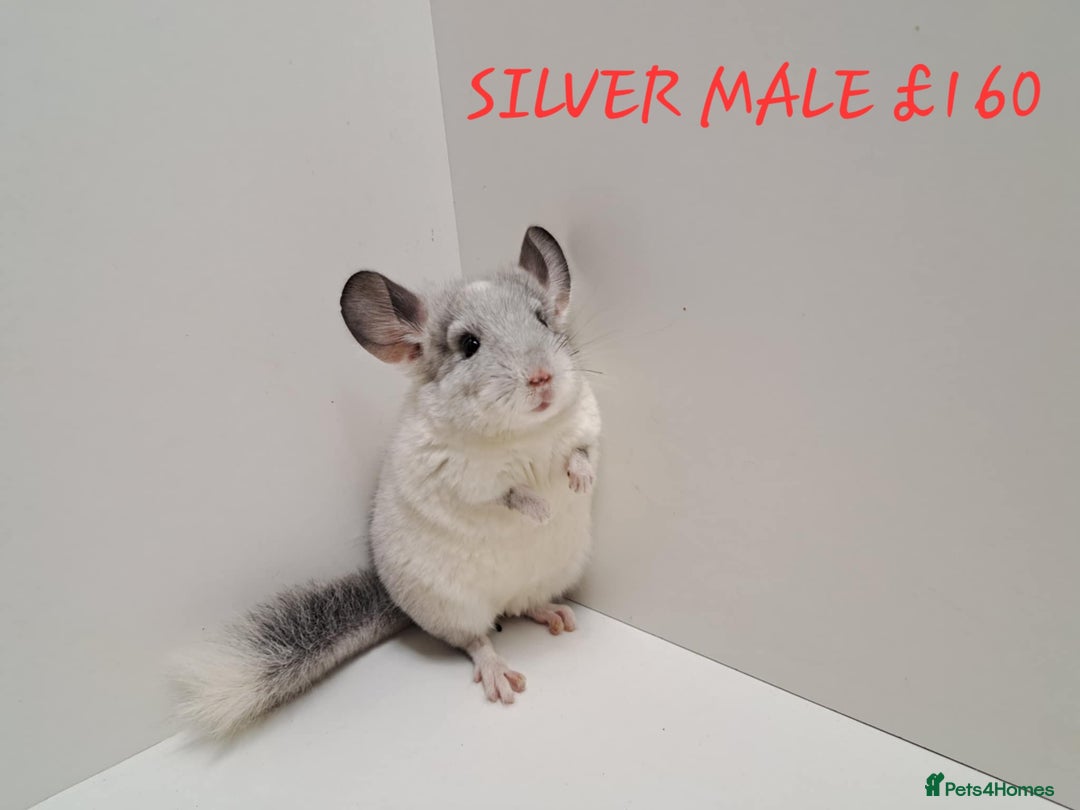 Chinchilla rodents for sale: STUNNING BABIES CHINCHILLA MIX COLOURS AND GENDER  - Image 11