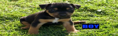 Jack Russell 2