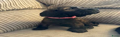 Cocker Spaniel 5