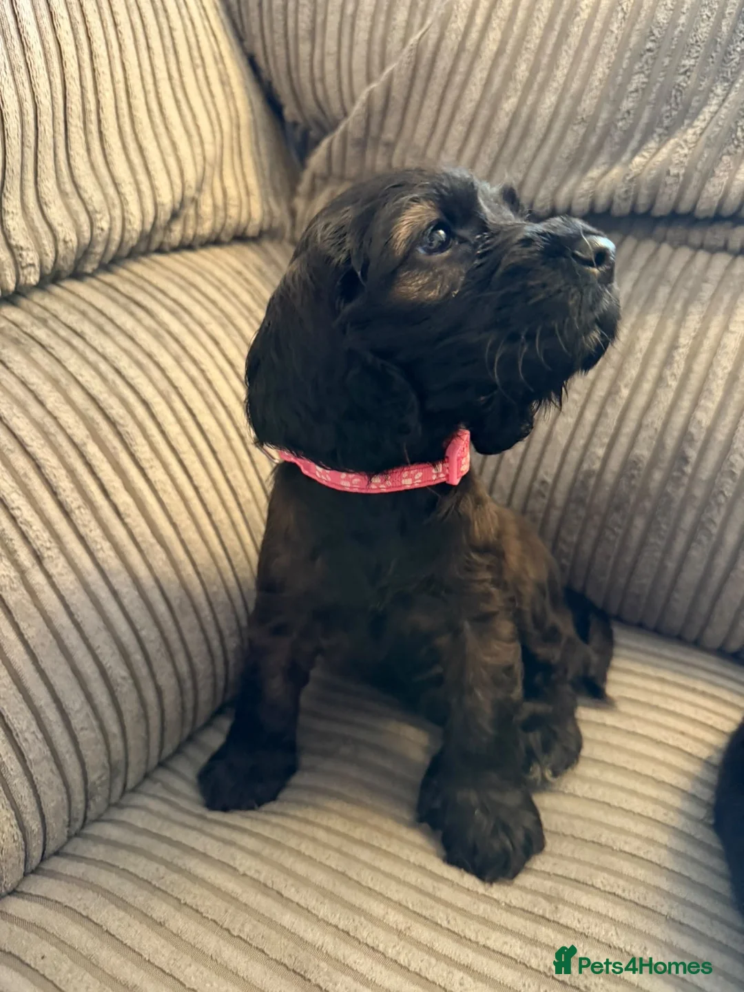 Cocker Spaniel dogs for sale: Beautiful show type cocker spaniel puppies - Advert 26