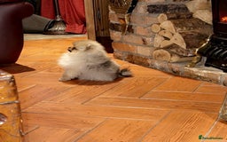 Pomeranian dogs for sale: Stunning tiny teddy bear toy poms - Image 8