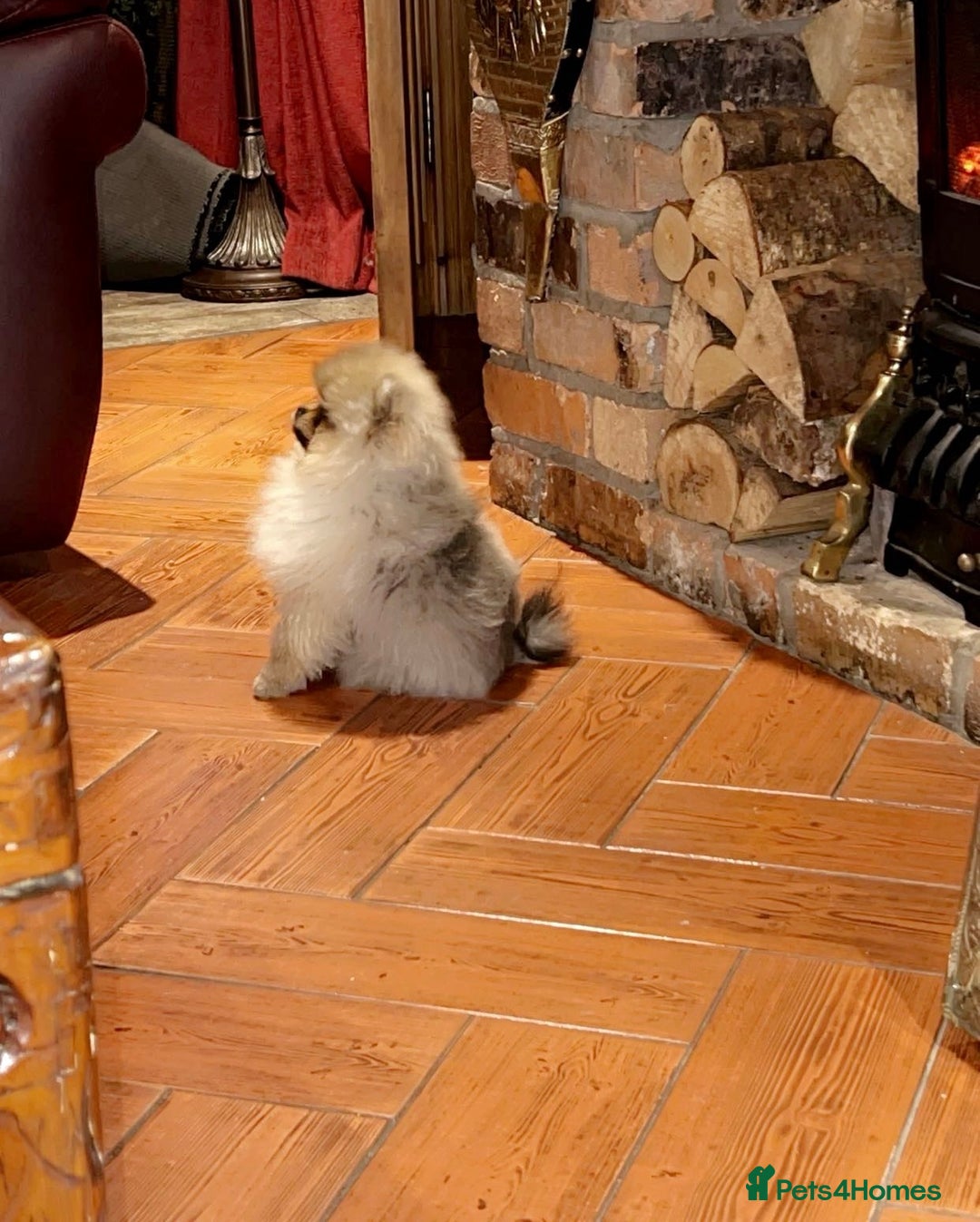 Pomeranian dogs for sale: Stunning tiny teddy bear toy poms - Image 8