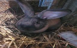 Continental Giant rabbits for sale: 'Toffee' gorgeous Continental Giant buck  - Image 1