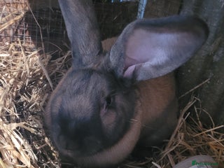 Continental Giant rabbits - Advert 1