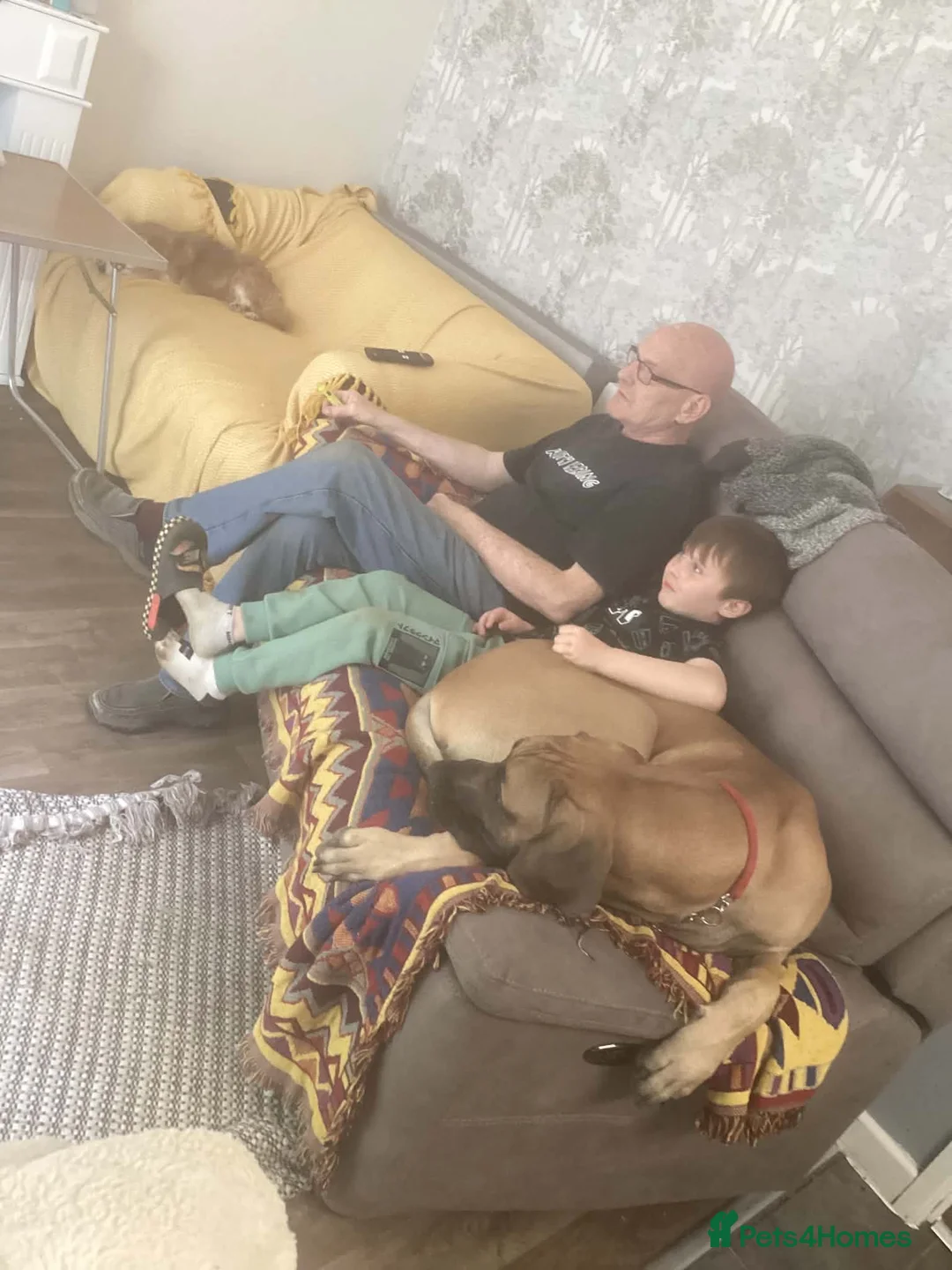 Great Dane dogs for sale: Great Dane  - Advert 4