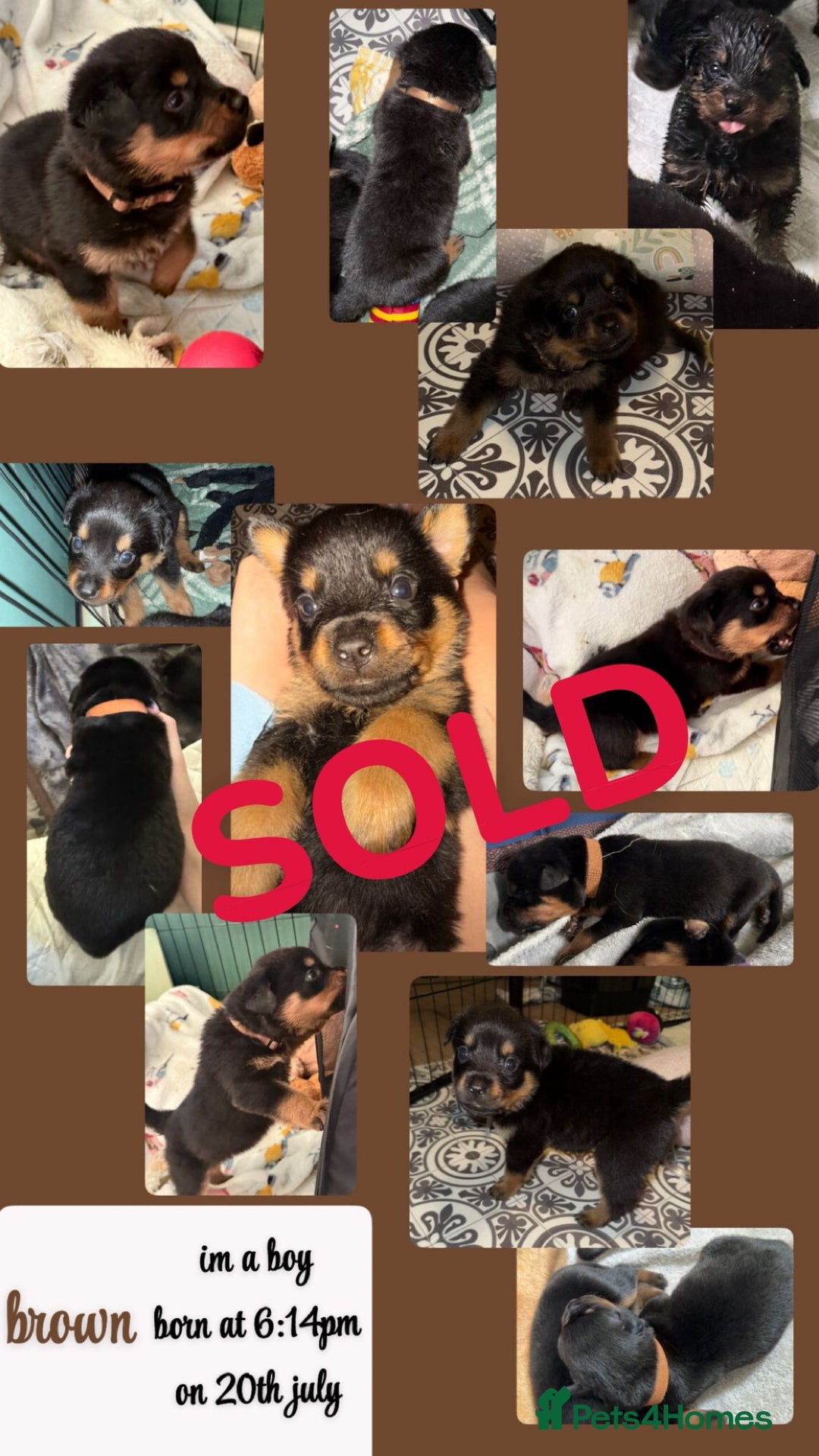 Rottweiler dogs for sale: Rottweiler Champion bloodline  - Image 25