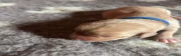 Labrador Retriever dogs for sale: Labrador Puppies For Sale! - Advert 26