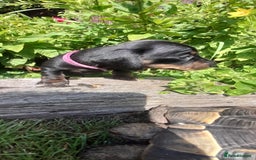 Miniature Dachshund dogs for sale: Smooth haired minature dacshund  - Image 4