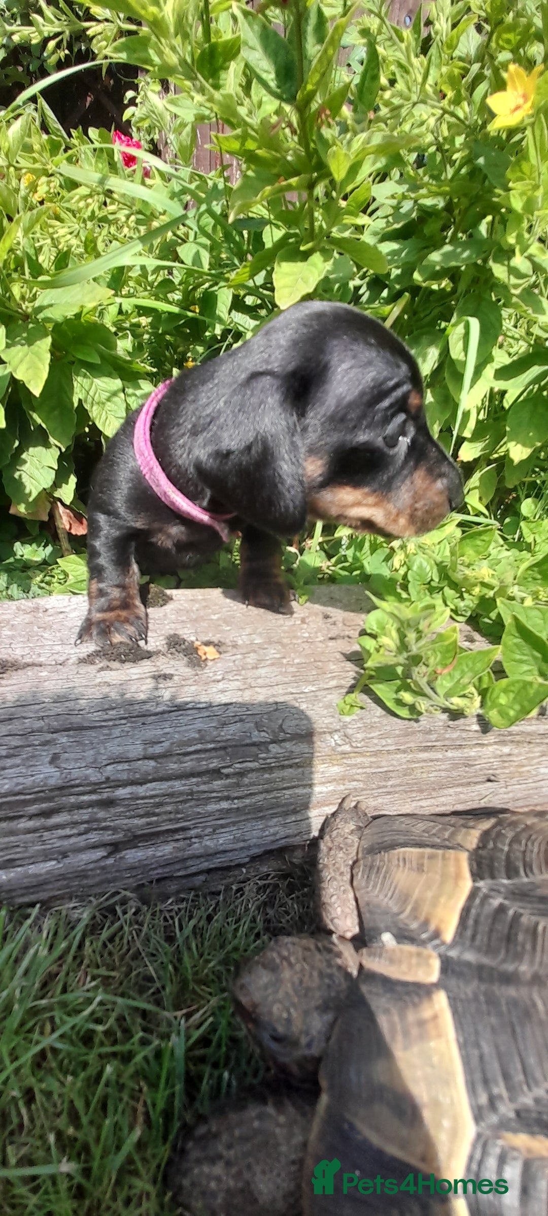 Miniature Dachshund dogs for sale: Smooth haired minature dacshund  - Image 4