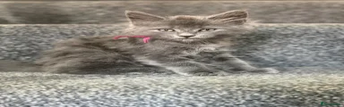 Maine Coon 1