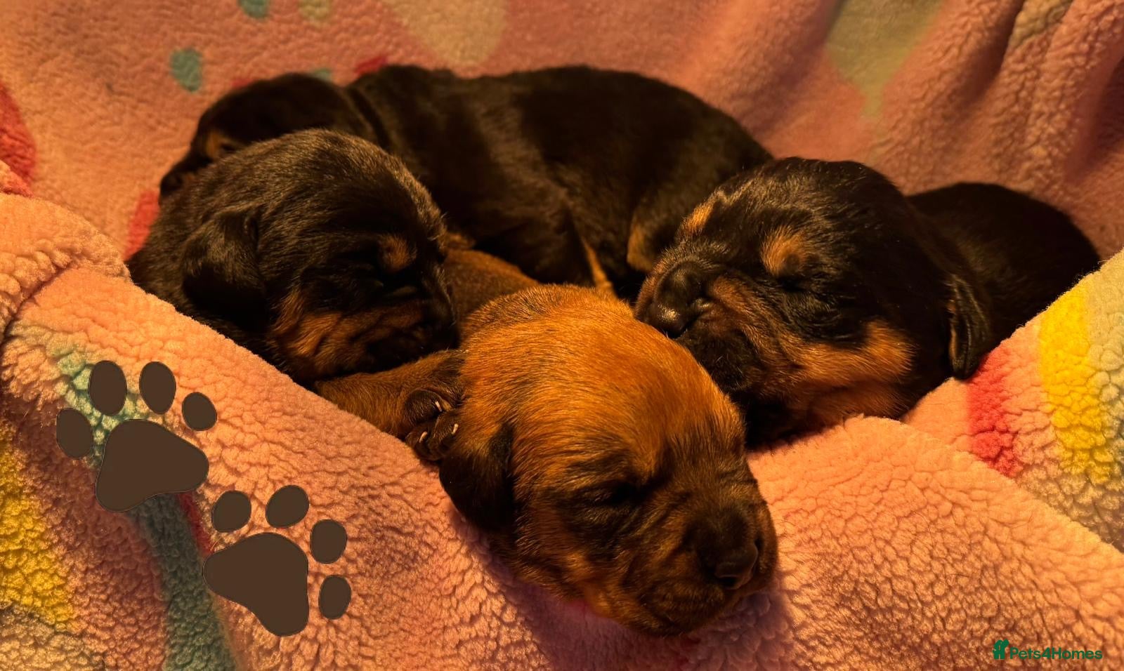 Mixed Breed dogs Boxweilers (Rottweiler x Boxer) - Advert 11