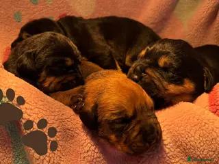 Mixed Breed dogs Boxweilers (Rottweiler x Boxer) - Advert 11