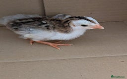 Guinea Fowl poultry for sale: Guinea Fowl Keets  - Image 2