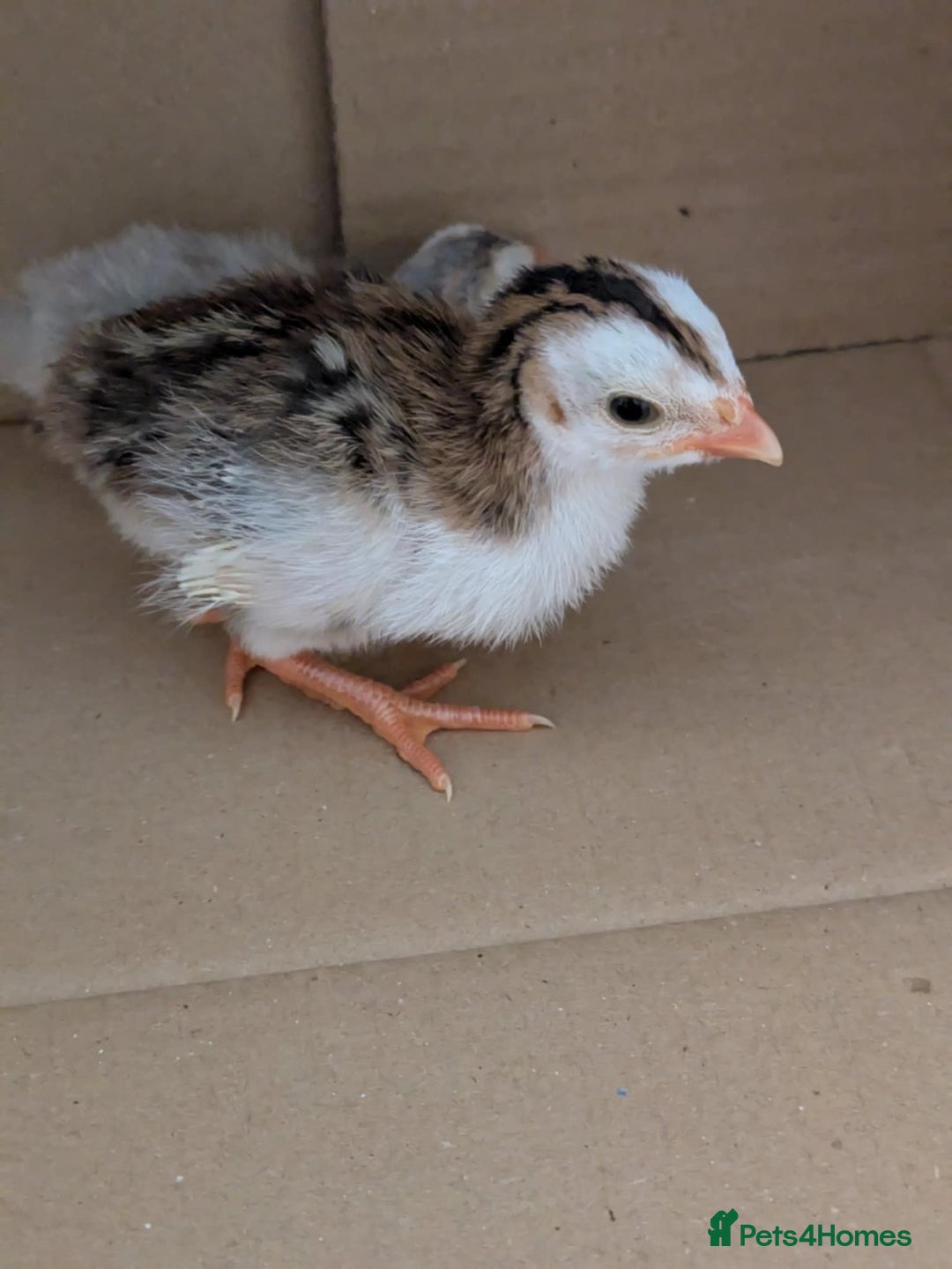 Guinea Fowl poultry for sale: Guinea Fowl Keets  - Image 2
