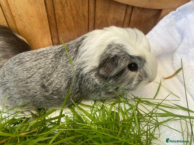 Guinea Pig rodents - Advert 18