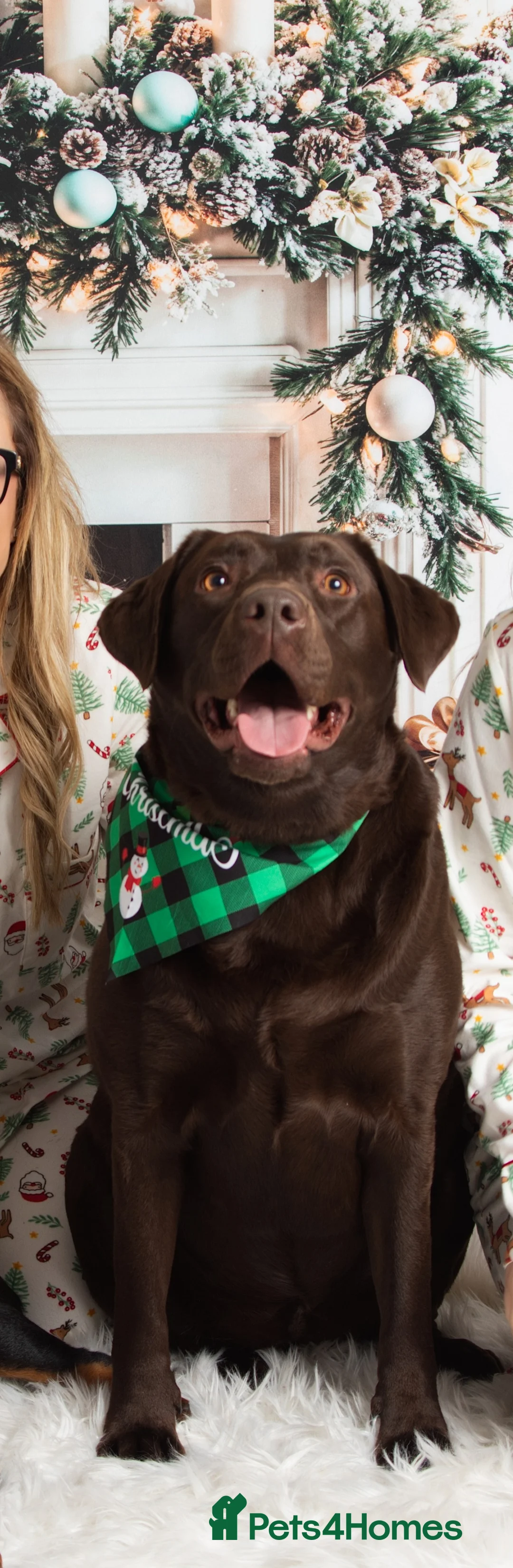 Labrador Retriever dogs for sale: Emily in Stockport - Advert 6