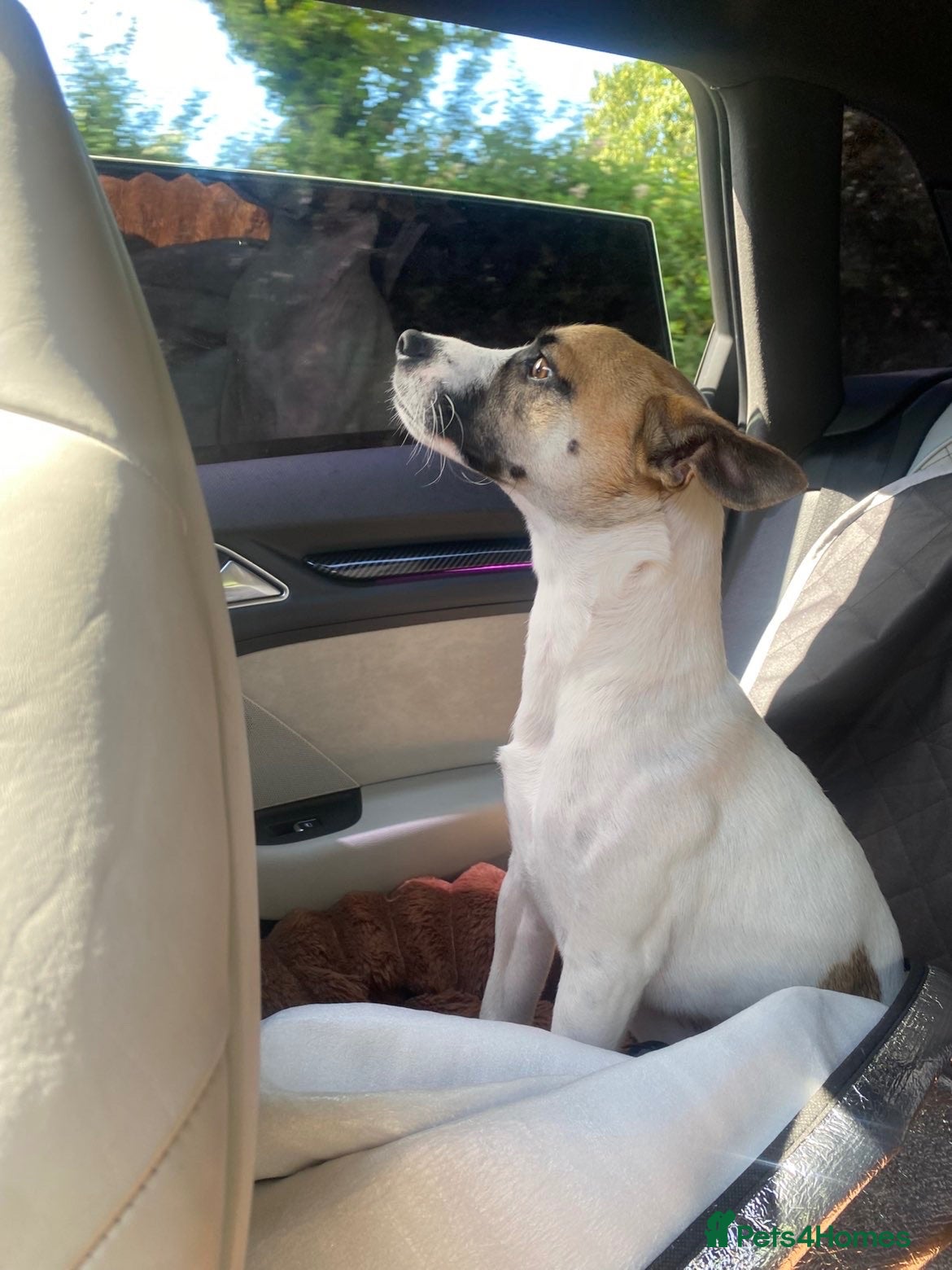 Jack Russell dogs 1 year old Jack Russel male  - Advert 1