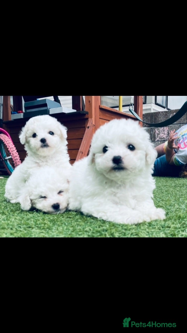 Bichon Frise dogs Bichon Frise pups kc registers parents  - Advert 5